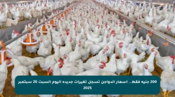 200 جنيه فقط.. أسعار الدواجن تسجل تغيرات جديدة اليوم السبت 20 سبتمبر 2025